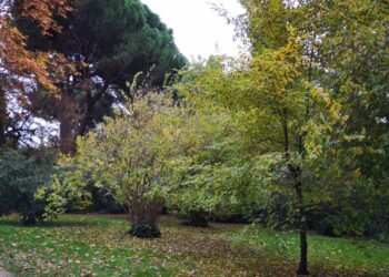 Descubre los Parques de Madrid: Espacios Verdes en la Ciudad