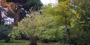 Descubre los Parques de Madrid: Espacios Verdes en la Ciudad