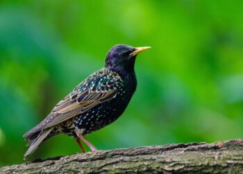 Trucos y Consejos para Conseguir un Código Promocional de Booking