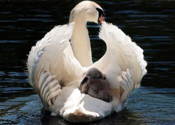 Tarifas Taxi Pontevedra-Sanxenxo: Precios y Rutas Actualizados