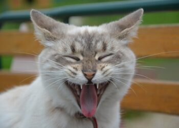 Descubre cómo se dice 'Oso Panda' en chino con estos simples pasos