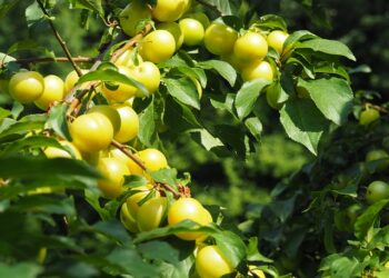 Resultado ONCE 24 agosto: Número ganador y premios