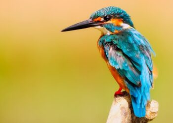 Delfines Rosa: Descubre el misterio detrás de su color único