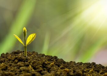 Cambio de divisas: Descubre el costo del cambio con ING