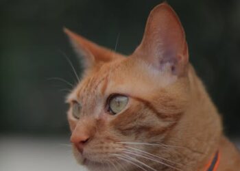 Descubre lo que hay cerca de ti: Explora tu entorno
