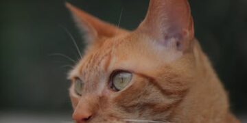Descubre lo que hay cerca de ti: Explora tu entorno