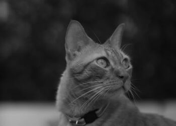 La frase más famosa del mundo: ¿Cuál es? Descubre el misterio