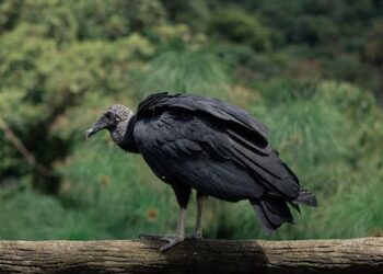 ¿Cuándo llega el frío a Asturias? Descubre las fechas exactas