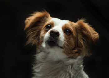 Descubre cómo funciona la tarjeta de Mercadona: Guía completa