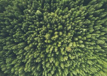 Desarrollo del problema del sargazo en Riviera Maya: ¿Qué está pasando?