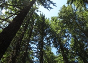 Mes más lluvioso en Roma: Revelando el secreto de la lluvia en la Ciudad Eterna
