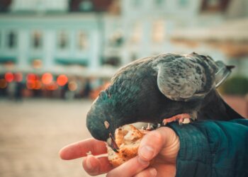 Five Guys: Descubre la Carne Utilizada por la famosa cadena de hamburguesas