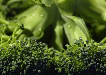 Los mejores alimentos para llevar en el AVE: ¡Descubre qué comer durante tu viaje!