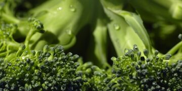 Los mejores alimentos para llevar en el AVE: ¡Descubre qué comer durante tu viaje!