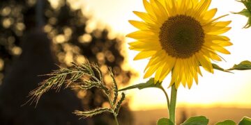 ¿Quién posee Cinco Días? Descubre la verdad detrás de este medio