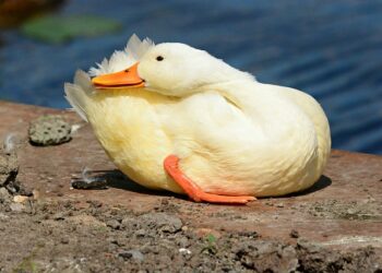 Kalispera en griego: significado y curiosidades