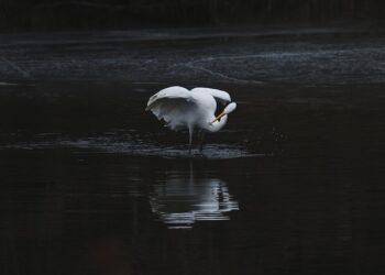 Descubriendo el ciclo migratorio de los delfines rosados del Amazonas
