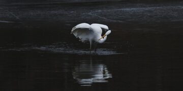 Descubriendo el ciclo migratorio de los delfines rosados del Amazonas