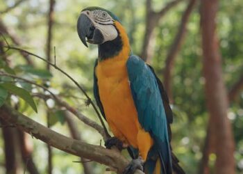Especies de delfines en el Amazonas: Descubre la diversidad acuática