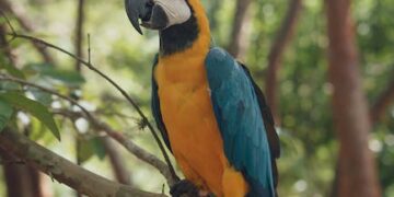 Especies de delfines en el Amazonas: Descubre la diversidad acuática