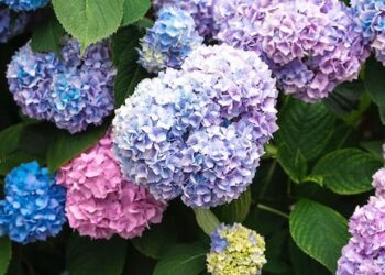 Descubre los secretos de las plantas en la Torre Eiffel