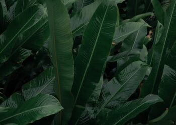 Temperaturas invernales en Suiza: promedio y datos clave