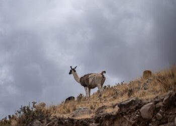 Sanxenxo: Descubre el significado en castellano de este nombre