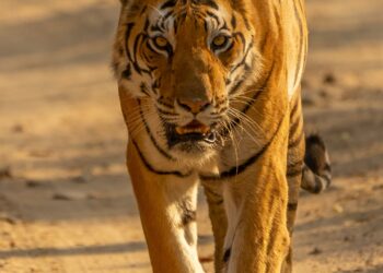 Delfines Rosados en el Amazonas: ¿Cuántos quedan?